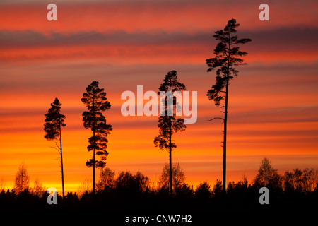 Hohen Kiefern und bunten Himmel in der Abenddämmerung in Råde Kommune, Østfold Fylke, Norwegen. Stockfoto