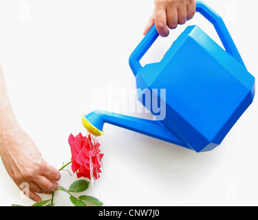 Rose Blume wird durch eine blaue Gießkanne bewässert. Stockfoto