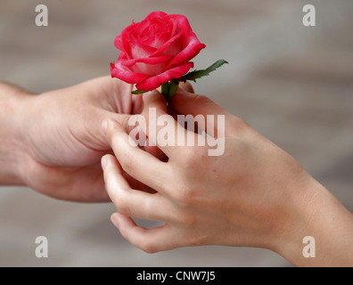 junger Mann reichte eine rote Rose zu seiner Liebe Stockfoto