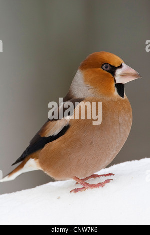 Kernbeißer (Coccothraustes Coccothraustes), sitzen im Schnee, Deutschland Stockfoto