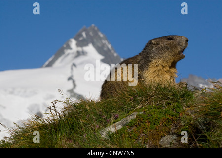 Alpine Murmeltier (Marmota Marmota), einzelne vor Schnee bedeckt Berggipfel, Österreich, Nationalpark Hohe Tauern, Großglockner Stockfoto