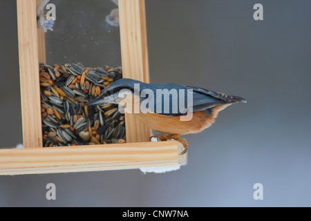 Eurasische Kleiber (Sitta Europaea), bei der Fütterung von Standort, Deutschland Stockfoto