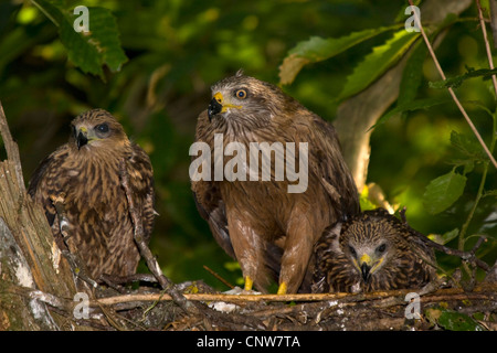 Schwarze Drachen, gelb-billed Kite (Milvus Migrans), Erwachsene mit Küken im Nest, Schweiz, Sankt Gallen, Rheineck Stockfoto