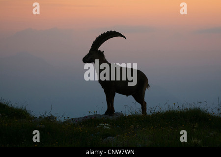 Alpensteinbock (Capra Ibex), stehend auf einer Wiese in Abendstimmung, Schweiz, Sankt Gallen, Toggenburg, Chaeserrugg Stockfoto