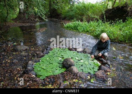 Kind ein Herz mit Steinen in einem Bach gebildet und füllte es mit grünen Blättern, Deutschland Stockfoto