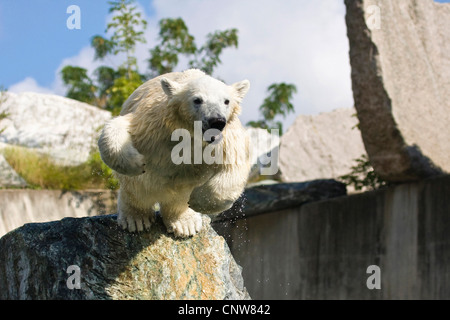 Eisbär (Ursus Maritimus), junge Wilbaer springt ins Wasser, Deutschland, Baden-Württemberg Stockfoto