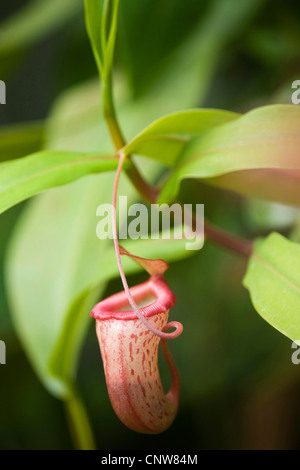 Kannenpflanze (Nepenthes Alata), verwandelt Blatt für den Fang von Insekten, Malaysia Stockfoto