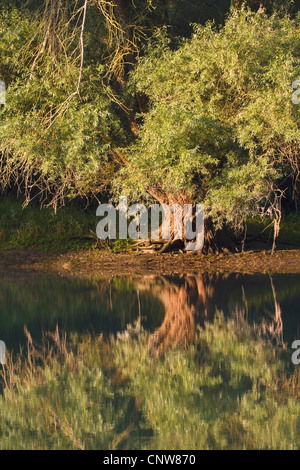 weiße Weide (Salix Alba), am Ufer des Rheins mit Spiegelbild, Deutschland, Rheinland-Pfalz, Altrhein, Germersheim Stockfoto