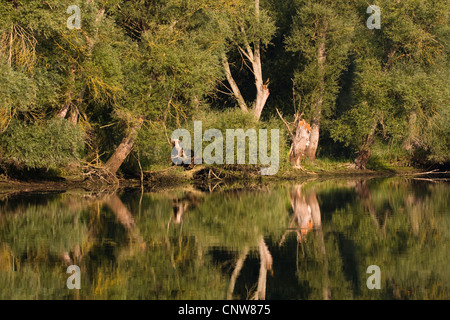 weiße Weide (Salix Alba), am Ufer des Rheins mit Spiegelbild, Deutschland, Rheinland-Pfalz, Altrhein, Germersheim Stockfoto