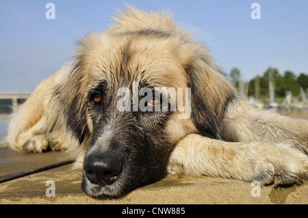 Mischling Hund (Canis Lupus F. Familiaris), liegt am Ufer eines Sees, Deutschland Stockfoto