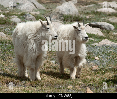 Ein paar der Bergziege (Oreamnos Americanus) auf 12.900 Fuß Ebene Kolorados Mount Evans Stockfoto