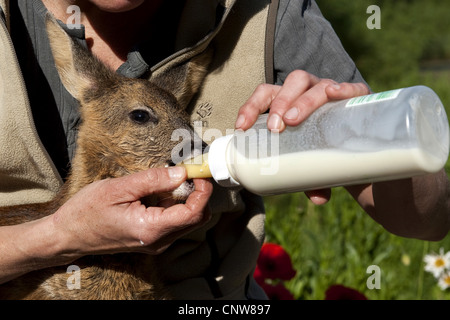 Reh (Capreolus Capreolus), ein paar Tage alt verwaisten Rehkitz gefüttert mit Ersatz-Milch aus der Flasche von einer Frau, Deutschland Stockfoto