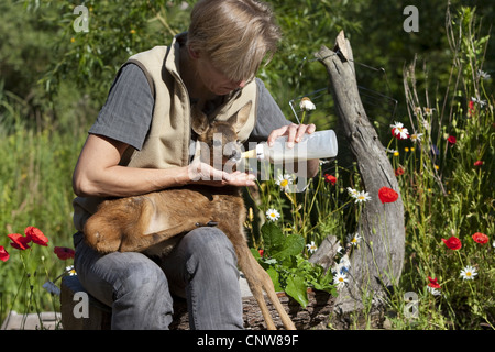 Reh (Capreolus Capreolus), ein paar Tage alt verwaisten Rehkitz gefüttert mit Ersatz-Milch aus der Flasche von einer Frau, Deutschland Stockfoto