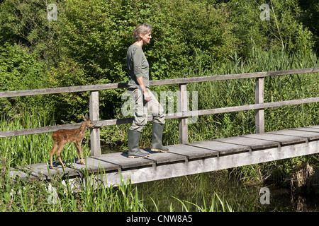 Reh (Capreolus Capreolus), verwaisten Rehkitz nach seiner Pflegemutter auf Schritt und tritt, Deutschland Stockfoto