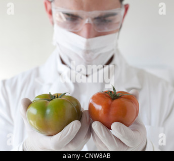 Wissenschaftler untersuchen Tomaten im Labor Stockfoto