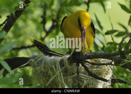 Pirol (Oriolus Oriolus), Fütterung Weibchen in das Nest, Bulgarien, Bulgarien Stockfoto