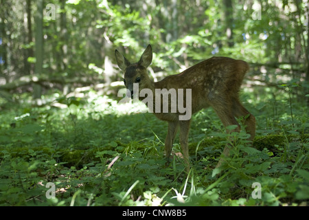 Reh (Capreolus Capreolus), stehend im Wald, Deutschland Stockfoto