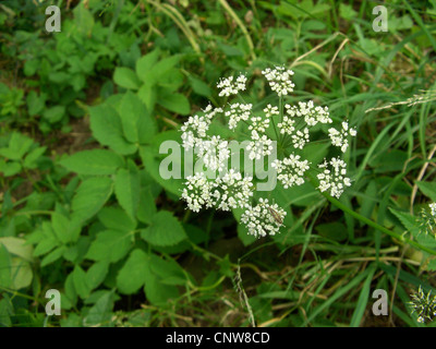 Boden-Holunder, Goutweed (Aegopodium Podagraria), blühen, Deutschland Stockfoto