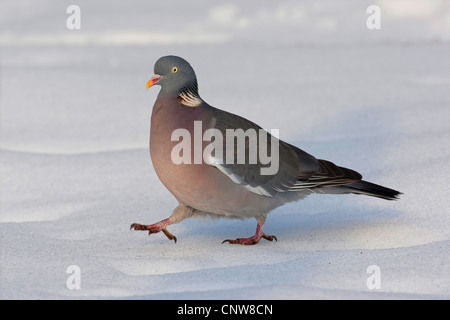 Ringeltaube (Columba Palumbus), zu Fuß durch den Schnee, Deutschland Stockfoto