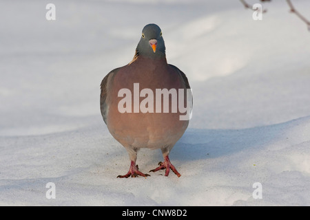 Ringeltaube (Columba Palumbus), stehend im Schnee, Deutschland Stockfoto