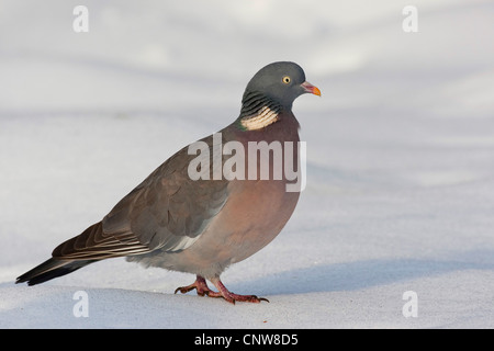 Ringeltaube (Columba Palumbus), stehend im Schnee, Deutschland Stockfoto