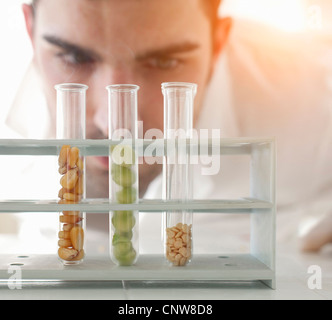 Wissenschaftler untersuchen Samen im Reagenzglas Stockfoto