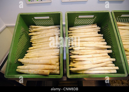 Garten Spargel, Spatz Gras, Wildspargel (Spargel Officinalis), ist auf dem Markt, Deutschland, North Rhine-Westphalia Spargel verkauft. Stockfoto