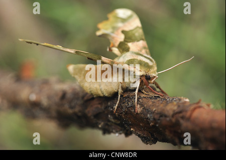 Pappel Hawkmoth (Laothoe Populi), am Zweig, Deutschland, Nordrhein-Westfalen Stockfoto