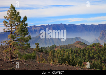 Kanarische Kiefer (Pinus Canariensis), Blick auf Caldera de Taburiente von Cumbre Vieja, Kanarische Inseln, La Palma Stockfoto