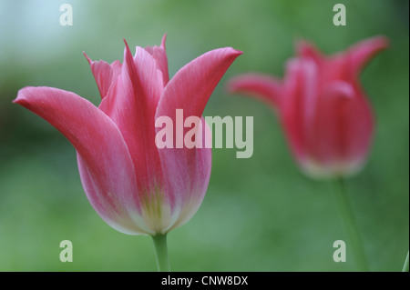 gemeinsamer Garten-Tulpe (Tulipa Gesneriana), Blume, Deutschland Stockfoto