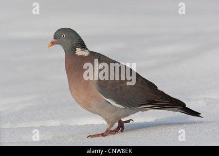 Ringeltaube (Columba Palumbus), zu Fuß durch den Schnee, Deutschland Stockfoto