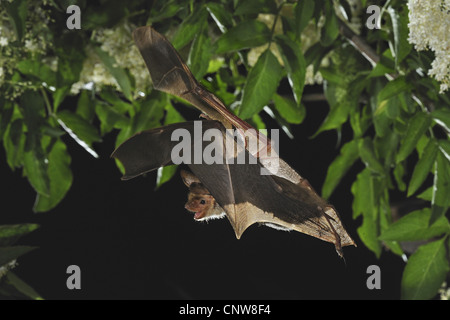 Mehr Maus-eared Hieb, Large Mouse-Eared Fledermaus (Myotis Myotis), fliegen durch ältere Strauch, Bulgarien, Bulgarien Stockfoto