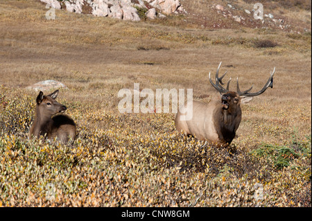 Ein Stier Elche (Cervus Elaphus) bugles für Weibchen während der Paarungszeit im Rocky Mountain National Park, wie eine Jährling Kalb blickt auf Stockfoto