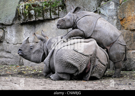 größere Panzernashorn, großen indischen einen gehörnten Nashorn (Rhinoceros Unicornis), junge Nashörner spielen auf der Rückseite der seine "Mutter Stockfoto