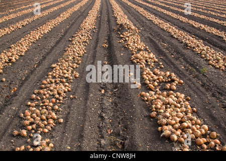 Garten-Zwiebel (Allium Cepa) geernteten Zwiebeln liegen in Reihen auf ein Feld für die Trocknung, Österreich, Burgenland Stockfoto