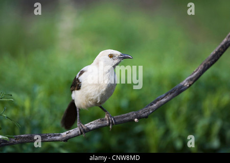 Trauerschnäpper Schwätzer (Turdoides bicolor), auf einem Ast, Namibia Stockfoto