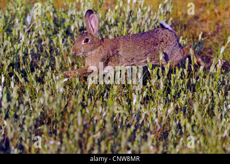 Europäischen Kaninchen (Oryctolagus Cuniculus), springen, Deutschland Stockfoto