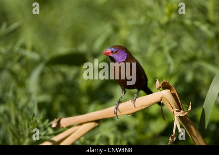 gemeinsamen Grenadier (Uraeginthus Granatina), Männlich, Namibia Stockfoto