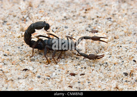 Behaarte Thicktail Scorpion (Parabuthus Villosus), auf groben Sand, Namibia, Uis Min Stockfoto