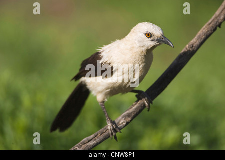 Trauerschnäpper Schwätzer (Turdoides bicolor), Zweig, Namibia Stockfoto