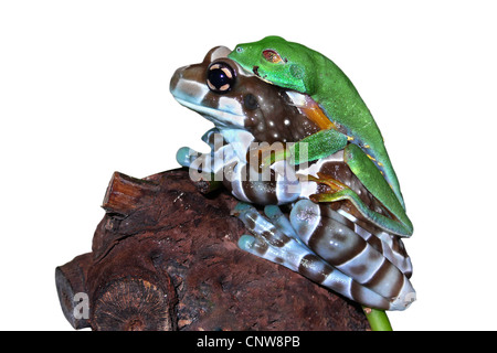 Amazonas Baldachin Frosch (Phrynohyas Resinifictrix), umklammert von Agalychnis callidryas Stockfoto