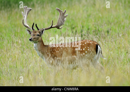 Damhirsch (Dama Dama, Cervus Dama), brach Buck, Deutschland Stockfoto