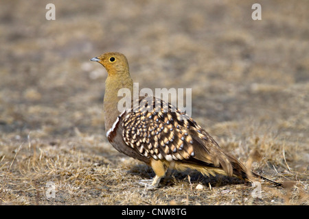 Namaqua Sandgrouse (Pterocles Namaqua), gut getarnt auf Boden, Namibia, Etosha NP Stockfoto