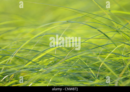 Segde Blätter im Wind, Deutschland Stockfoto