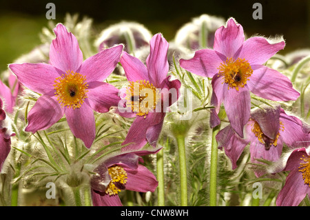 Kuhschelle (Pulsatilla Vulgaris), Blumen bei Gegenlicht, Deutschland Stockfoto