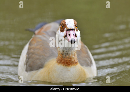 Nilgans (Alopochen Aegyptiacus), Baden, Deutschland Stockfoto