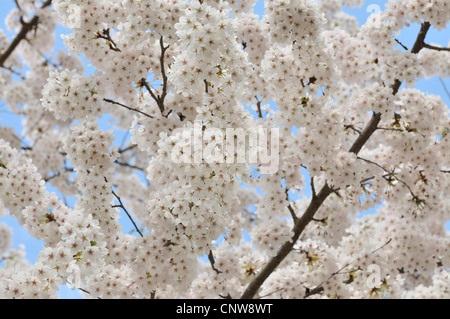 blühenden Kirschbaum Zweig, Deutschland Stockfoto