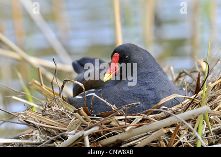 Teichhuhn (Gallinula Chloropus), in seinem Nest, Deutschland Stockfoto