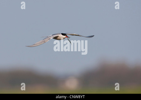 Seeschwalbe (Sterna Hirundo), im Flug mit Beute, Niederlande, Texel Stockfoto