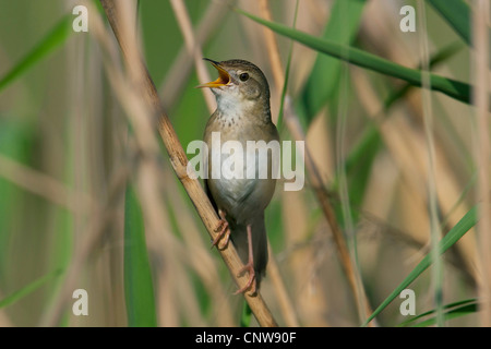 Grasshopper Warbler (Locustella Naevia), auf der Klinge des Reed, Österreich, Burgenland Stockfoto